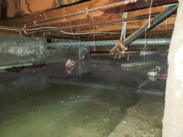 Best Flood damage cleanup  in Woodlawn, MD
